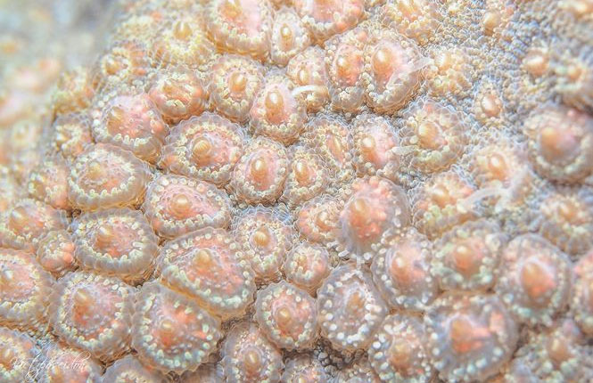 Sự sinh sản đồng bộ hàng năm của san hô là một trong những sự kiện ngoạn mục nhất