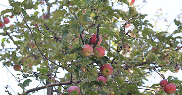 Cây táo hiện đại là giống lai của ít nhất 4 quần thể táo hoang