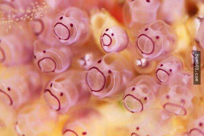 Đáng yêu đốn tim cộng đồng mạng!