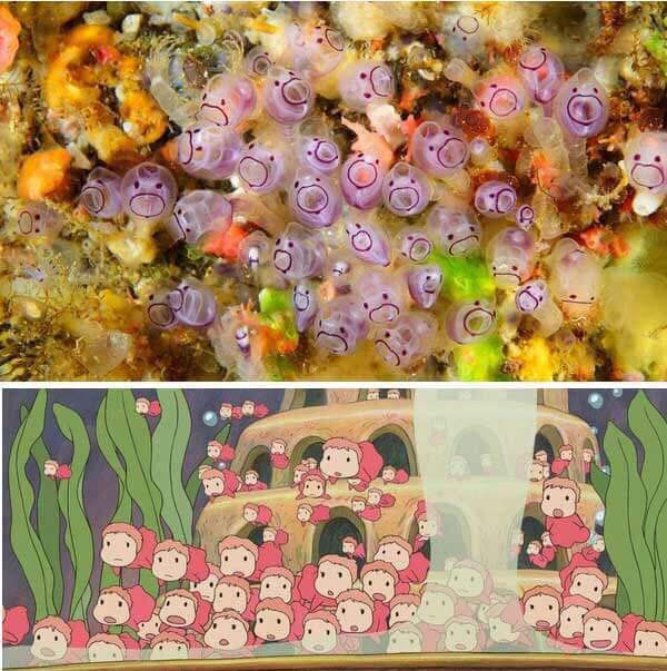 Nguồn cảm hứng cho nhân vật trong phim Ponyo - Cô bé người cá.