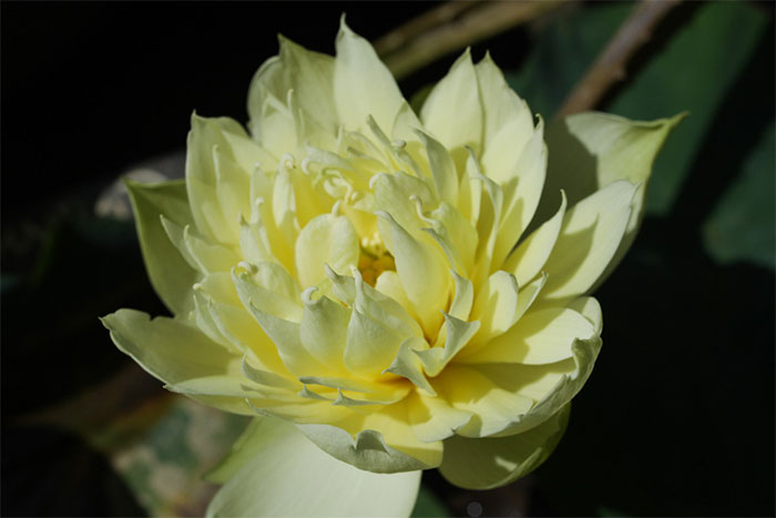 Một bông sen vàng chi chít cánh