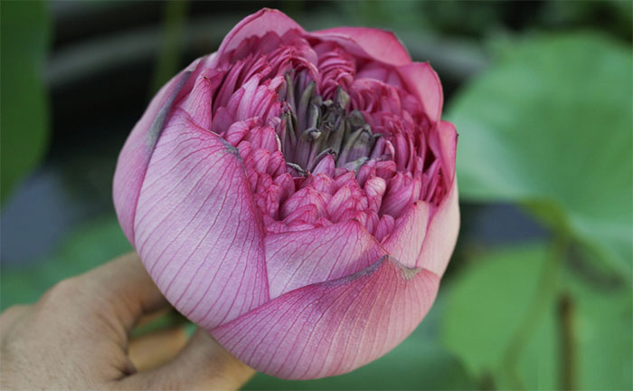Búp sen lúc sắp nở