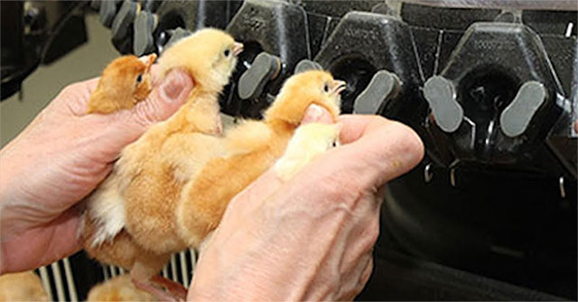 Cắt mỏ gà - Biện pháp cần được áp dụng trong chăn nuôi công nghiệp