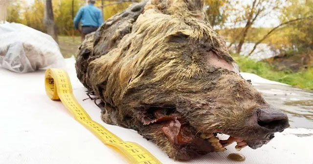 Đầu quái thú 40.000 năm vẫn nguyên vẹn tại vùng Siberia