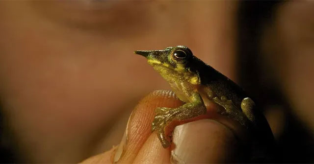 Phát hiện 3 loài ếch mới ở Thái Bình Dương