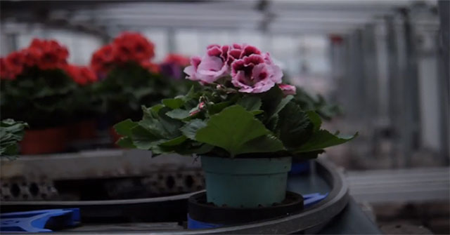 “Cây biết đi": Đột phá công nghệ giúp Hà Lan dẫn đầu thế giới về hoa
