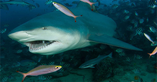 Ngày càng có nhiều người bị cá mập tấn công hơn và đây là lý do thực sự đằng sau