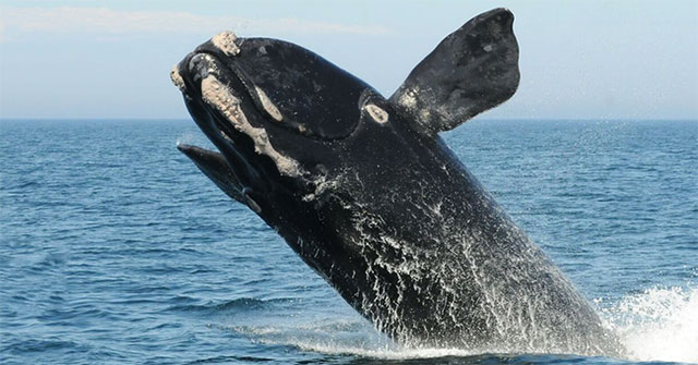 Lần đầu tiên trong lịch sử, chúng ta thu được tiếng hát của loài cá voi đen hiếm nhất thế giới
