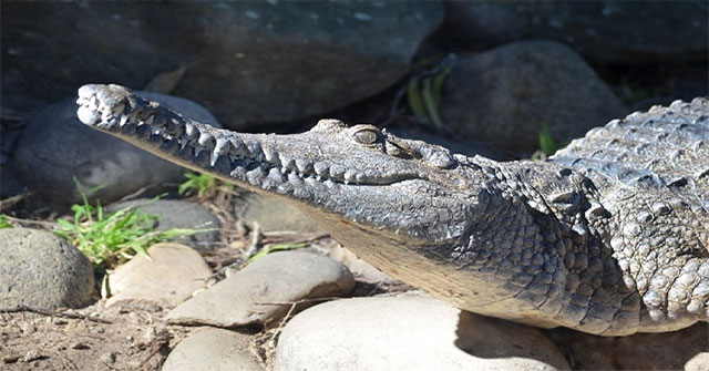 Cá sấu hé lộ điều kiện khí hậu Trái đất hàng triệu năm trước