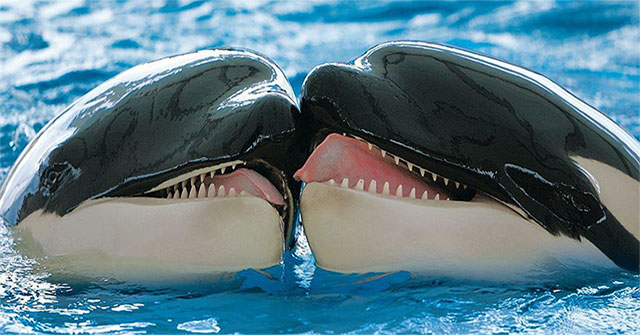 Lần đầu tiên ghi hình cá voi sát thủ "hôn môi" để giảng hòa