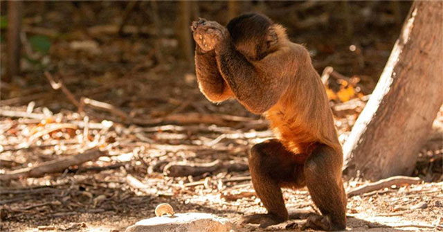 Không riêng con người, nhiều loài khỉ đã bước vào thời kỳ đồ đá từ 3000 năm trước