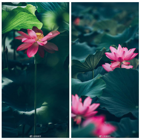 Hoa sen ngủ yên trăm năm trong vườn vua nhà Thanh bất ngờ nở rộ - ảnh 2