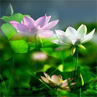 Hoa sen ngủ yên trăm năm trong vườn vua nhà Thanh bất ngờ nở rộ Hoa sen ngủ yên trăm năm trong vườn vua nhà Thanh bất ngờ nở rộ