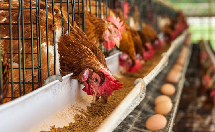 Những con quá kén ăn hoặc ăn quá nhiều sẽ là các đối tượng bị loại từ vòng gửi xe.
