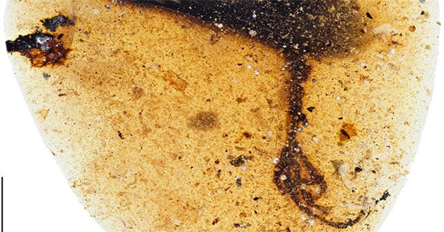 Phát hiện hóa thạch chân chim kỳ lạ 99 triệu năm trong cục hổ phách