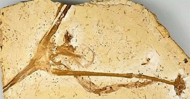 Hóa thạch 115 triệu năm của cây hoa loa kèn cổ nhất thế giới