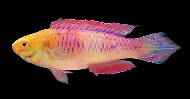 Một loài cá mới vừa được tìm thấy và đặt tên theo phong cách Wakanda