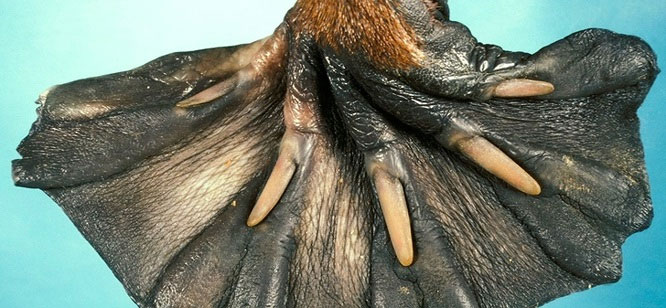 Cấu tạo chân đặc biệt của một con thú mỏ vịt.