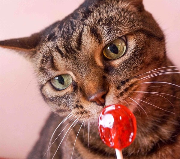 Mèo không cảm nhận được vị ngọt vì lưỡi của chúng không có thụ quan cảm nhận vị ngọt.