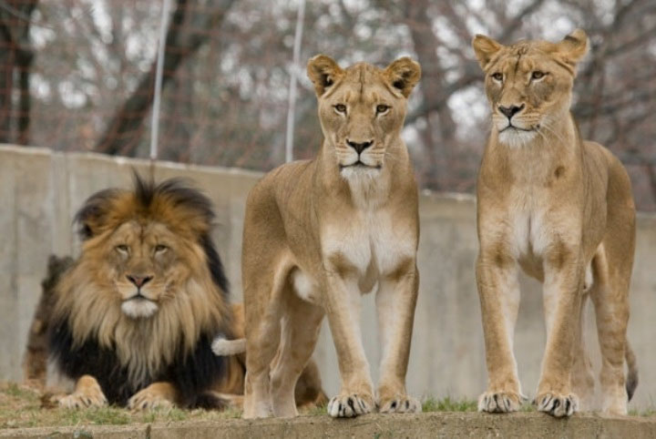 Nhà động vật học: Phim “The Lion King” mô tả hoàn toàn sai lầm vai trò sư tử đực trong thực tế - ảnh 2