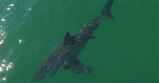 Nước ấm lên, biển ngoài khơi California hóa "công viên cá mập trắng"