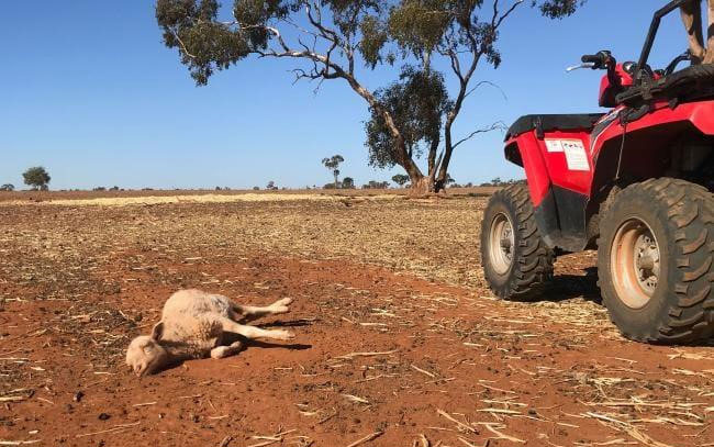 Australia trải qua nhiều đợt hạn hán khắc nghiệt trong những năm gần đây.