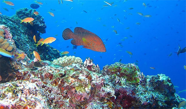 Lặn biển với ống thở là một hoạt động thu hút khách du lịch ở Maldives.