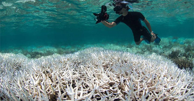 Thời tiết khắc nghiệt hủy diệt 50% hệ sinh thái biển Australia