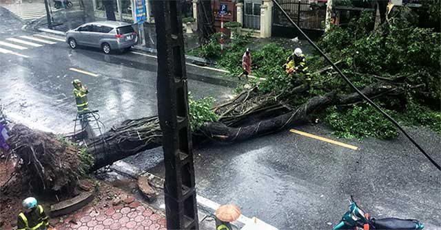 Cây đổ hàng loạt ở Hà Nội, Hải Phòng sau bão Wipha