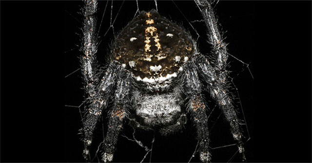 Tiết lộ bí mật của loài nhện tạo ra sợi tơ bền nhất thế giới