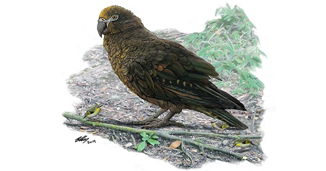 Phát hiện hóa thạch loài vẹt lớn nhất thế giới cao một mét