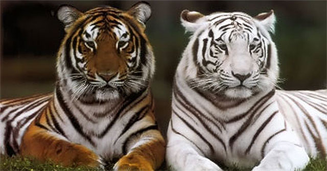 Giới thiệu về loài hổ và con hổ to nhất thế giới
