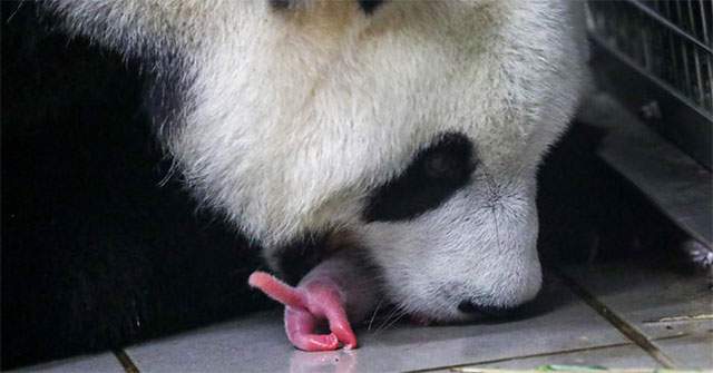 Gấu trúc sinh đôi "cực kỳ hiếm gặp" tại vườn thú Bỉ