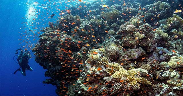 Nhiệt độ nước cao là một trong những yếu tố hủy hoại các rạn san hô