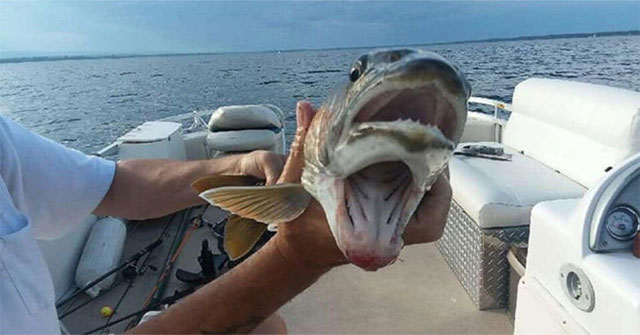 Nữ ngư phủ Mỹ sốc khi bắt được cá hai miệng kỳ dị