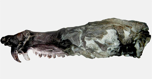 Phát hiện hóa thạch lớp thú giống loài sóc trong "Kỷ băng hà"