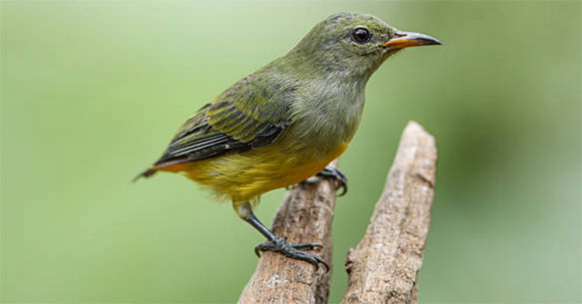 Chim sâu và những thông tin cơ bản về loài chim này