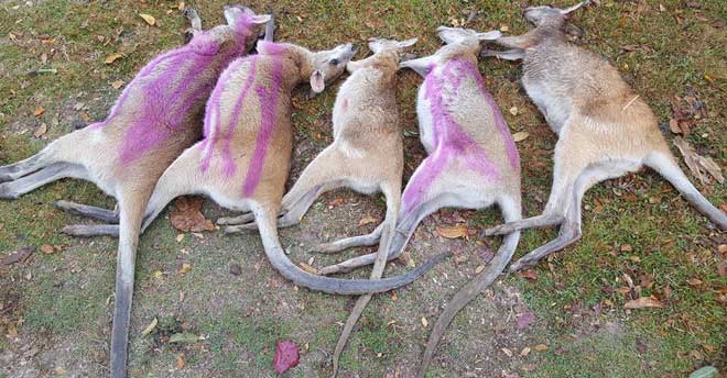 Hàng chục con chuột túi Wallaby đã chết một cách bí ẩn ở thành phố Cairns, Australia trong tuần qua.