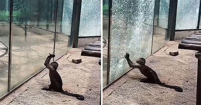 Khỉ thông minh mài sắc đá đập vỡ cửa sổ vườn thú khiến du khách kinh ngạc