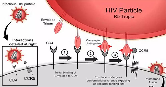 Phát hiện đột biến gene thứ hai liên quan đến khả năng kháng HIV