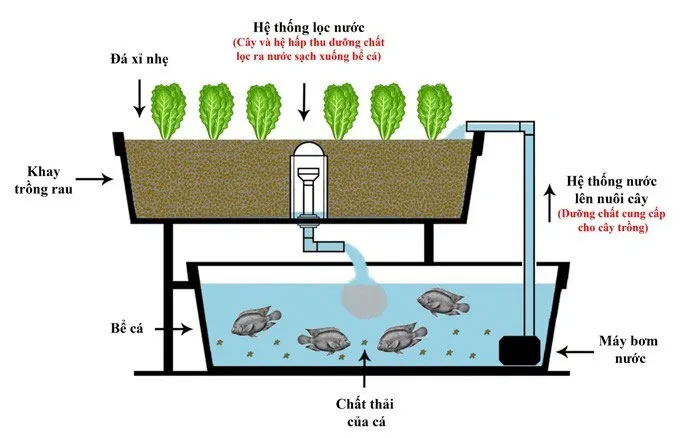 Mô hình kết hợp nuôi cá và trồng rau thủy canh.