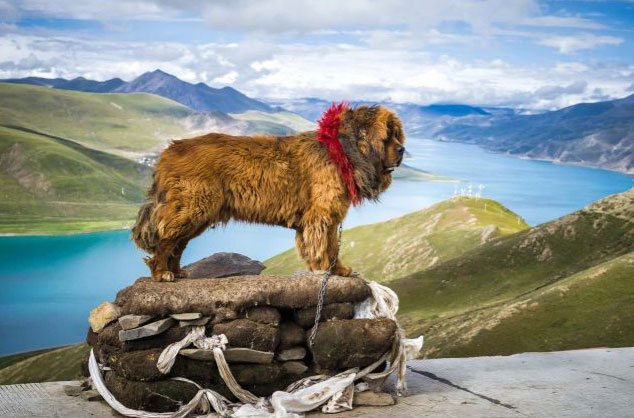 Chó ngao Tây Tạng