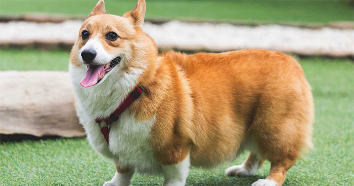 Chó Corgi xuất hiện cách nay ít nhất 3000 năm tại xứ Wales.