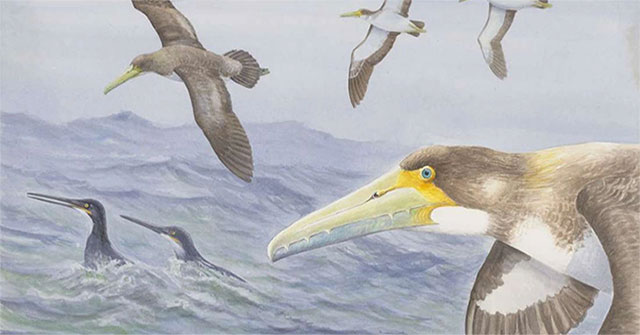 Loài chim cổ nhất thế giới vừa được phát hiện ở New Zealand