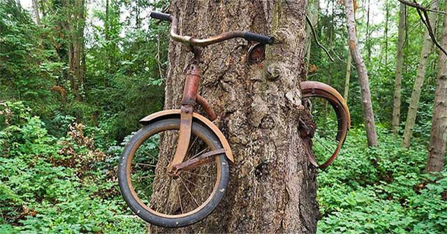 Bí ẩn cây nuốt xe đạp