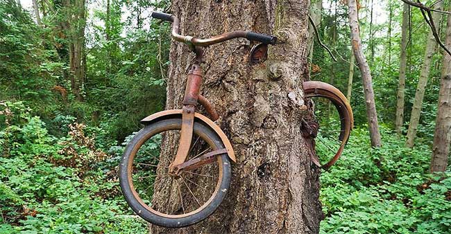 Chiếc xe nằm trọn trong thân cây linh sam, để lộ phần bánh xe và tay lái.