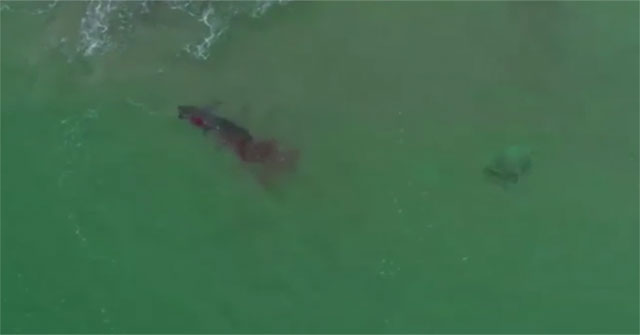 Cá mập trắng khổng lồ ăn tươi nuốt sống hải cẩu trong trận chiến đẫm máu