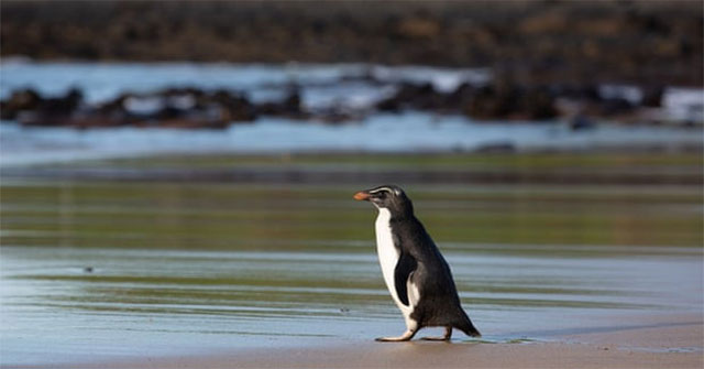 Chim cánh cụt bơi 2.500km đến Australia được thả về tự nhiên