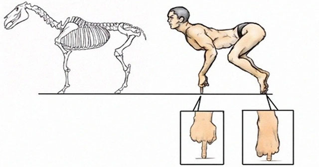 Điều gì sẽ xảy ra nếu cơ thể con người có cấu trúc tương tự động vật?