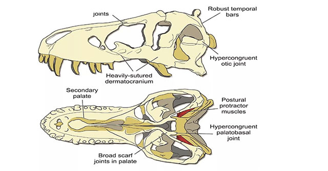 Hộp sọ của T-rex cứng đến mức chính nó cũng không thể cắn vỡ